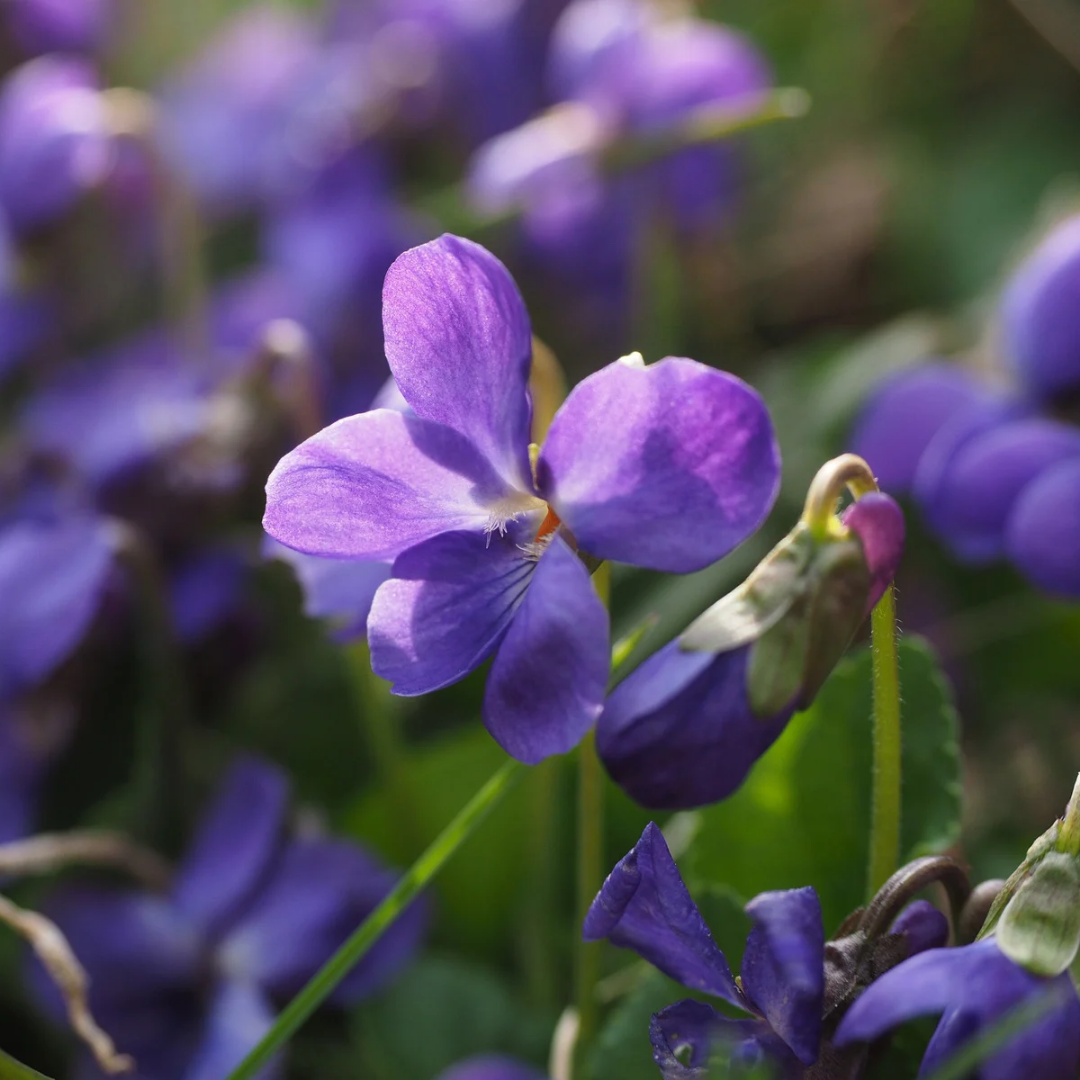 Boucles d'oreilles Violettes sauvages